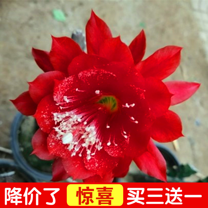 进口令箭荷花昙花盆栽大花重瓣品种带根苗红黄紫粉白多色花卉绿植 - 图0