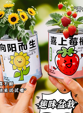 儿童种植小盆栽diy观察易