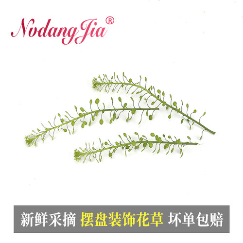 新鲜绿铃草水晶草西餐酒店日料冷菜摆盘蛋糕烘焙酒水装饰花草绿植 - 图1