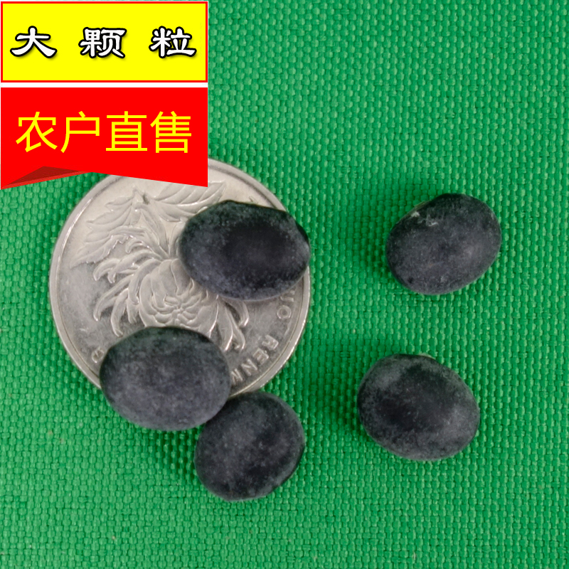 1斤 黑豆绿芯大黑豆500g苏北农家自种黑大豆乌皮青仁大粒 - 图2