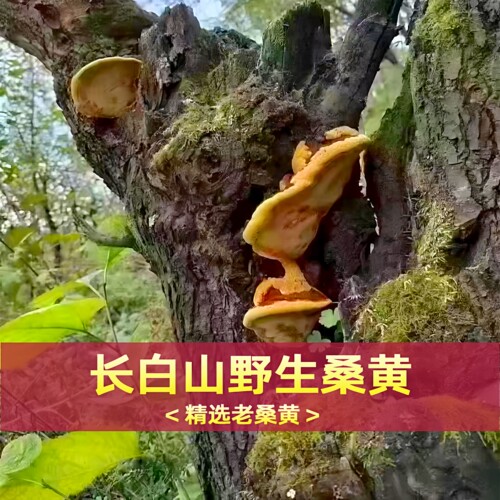 长白山桑黄野生孔菌灵芝正宗非西藏桑树桑黄桑黄粉桑黄中药材 - 图2