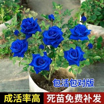 Blue Multicolor Rose Flowers Miao Ji Flower Flowers Flora Indoor Flowers Rosemary Flowers in the Four Seasons Intense Aroma