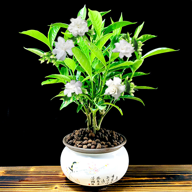 丁香花树苗驱蚊狗牙花盆栽花卉植物室内花易活四季开花绿植办公室
