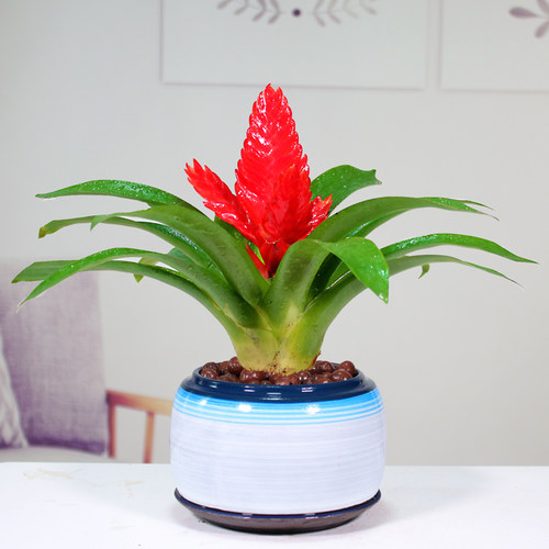 招财手红玉扇鸿运当头盆栽绿植花卉植物室内花客厅好养易活桌面 - 图1