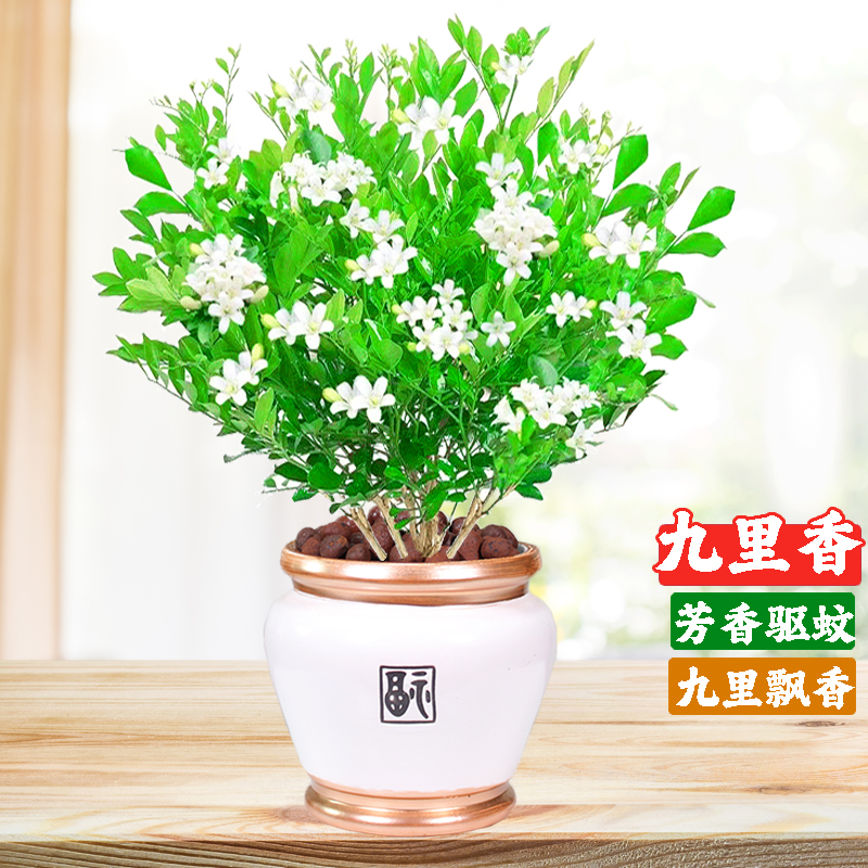 九里香盆栽可水培老桩绿植花卉室内浓香型带花苞桌面植物四季开花-图0