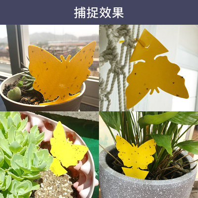 绿植盆栽除虫花卉防水expest植物灭花盆小黑飞虫神器粘虫板室内 虎窝淘