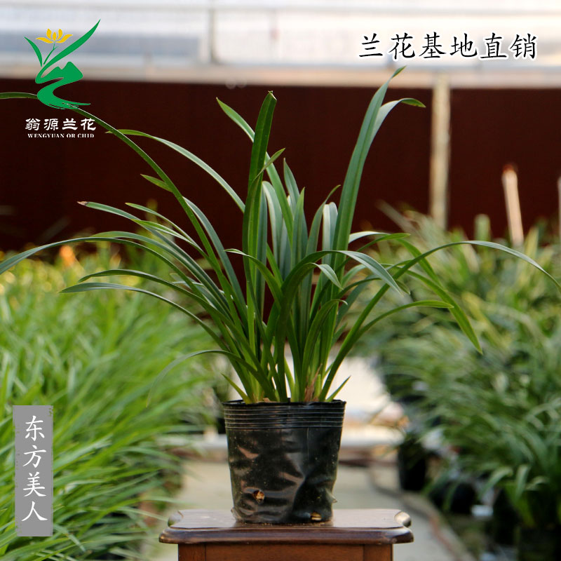 翁源四季建兰东方美人大花蕙兰黄金小神童带花浓香好养室内卉盆栽 - 图2