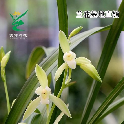 老种四季建兰金边素心金丝带花浓香七彩丹霞好养室内阳台花卉盆栽 - 图1