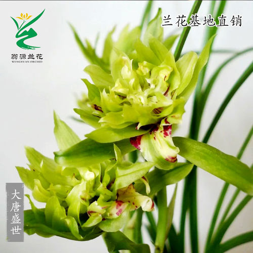 翁源正品老种春剑大唐盛世奇花四季建兰富山奇蝶带花浓香好养盆栽 - 图0