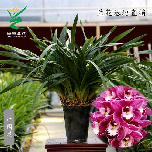 翁源兰花苗大花蕙兰金边中国龙带花浓香台北小姐好养室内花卉盆栽 - 图1