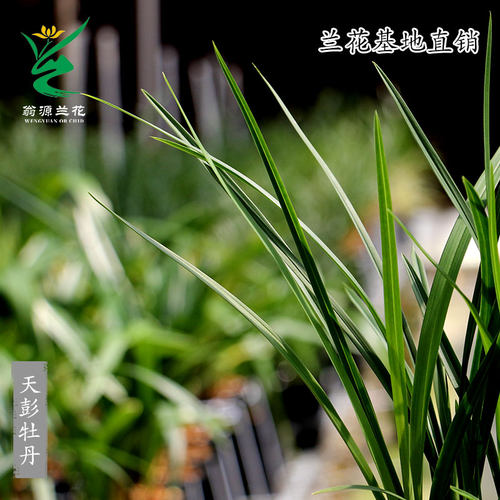 翁源兰花苗春兰奇花天彭牡丹四季建兰富山奇蝶带花浓香好养室内卉 - 图1