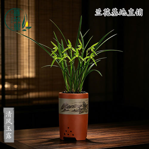 高端兰花苗老种寒兰清风玉露四季建兰大凤素带花浓香花卉绿植盆栽 - 图3