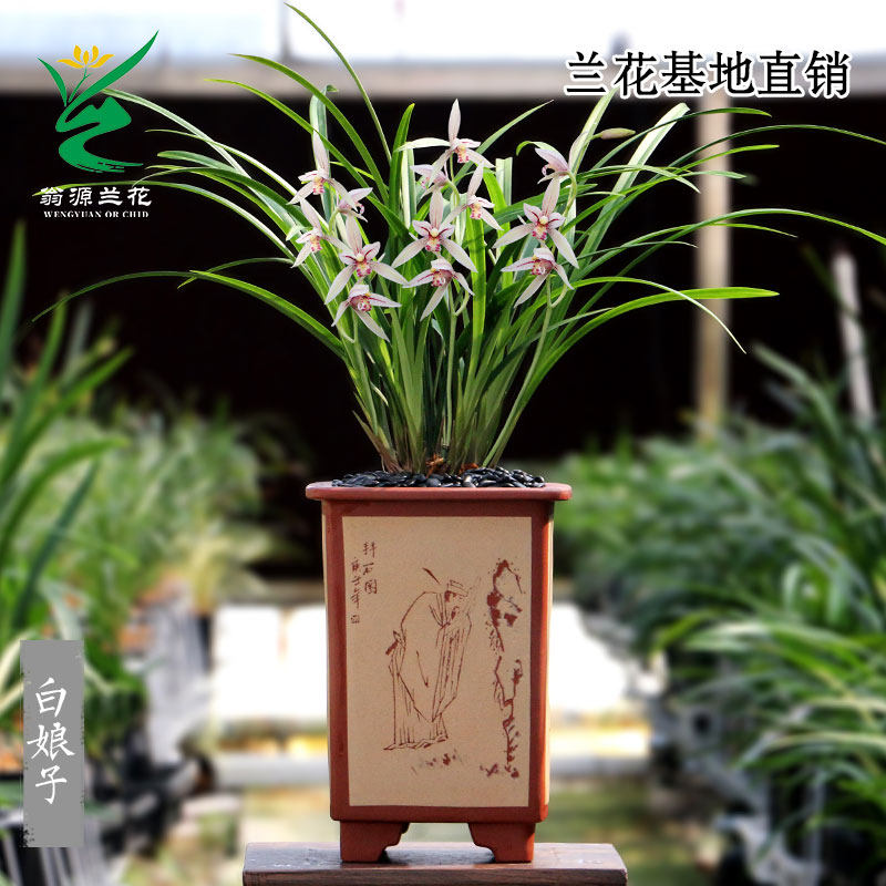 高端老种四季建兰花苗白娘子带花浓香青山玉泉白雪公主好养室内卉 - 图1