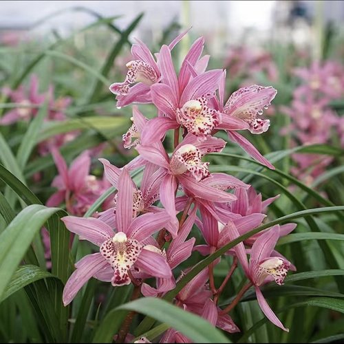 翁源兰花大花蕙兰粉色樱花粉红公主台北小姐带花浓香除甲醛好养卉 - 图2