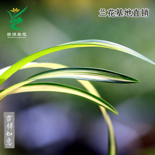 翁源兰花春兰中透吉祥如意矮种雪山天草四季建兰富山奇蝶带花浓香 - 图1