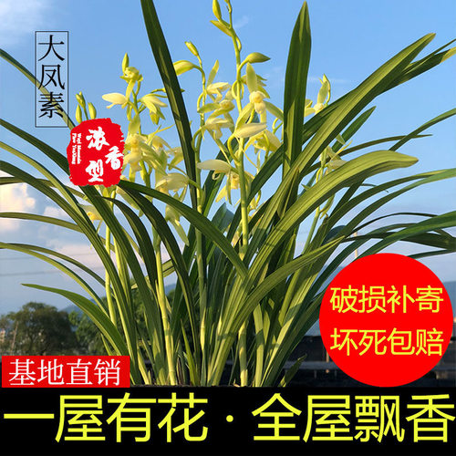 翁源兰花苗老种四季建兰素心仁化白大凤素带花香浓香好养室内盆栽 - 图2