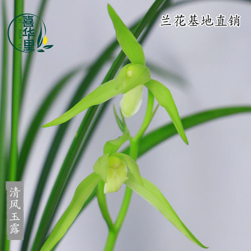 高端兰花苗老种寒兰清风玉露四季建兰大凤素带花浓香花卉绿植盆栽 - 图0