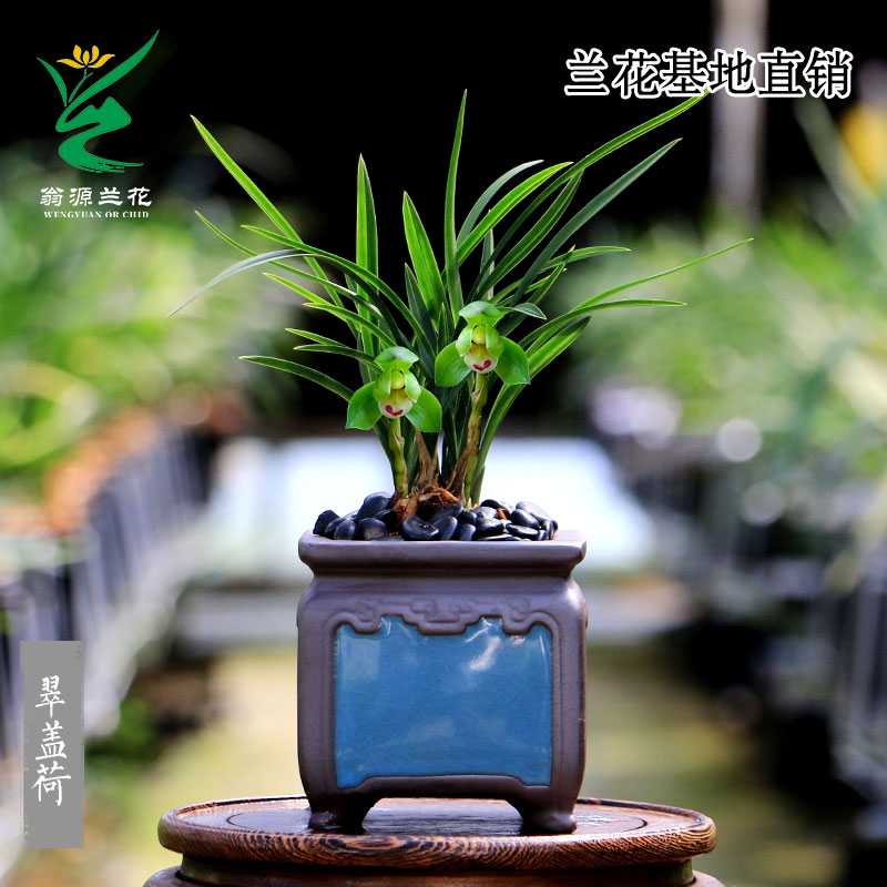 翁源兰花高档春兰矮种翠盖荷正品开花浓香好易养室内绿植花卉盆栽 - 图1