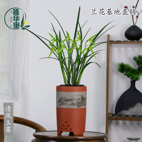 高端兰花苗老种寒兰清风玉露四季建兰大凤素带花浓香花卉绿植盆栽 - 图1