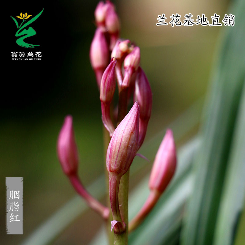 翁源高端墨兰秋榜胭脂红带花浓香四季建兰花苗市长红好养室内盆栽 - 图1