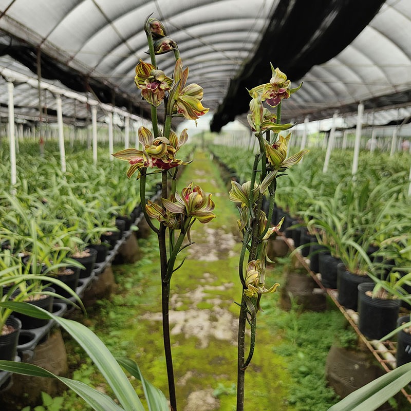 高端墨兰花苗奇花国香牡丹老种企黑四季建兰富山奇蝶带花浓香好养 - 图0