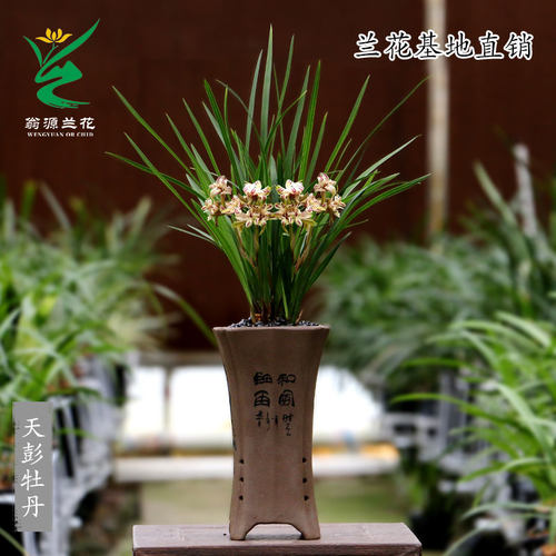 翁源兰花苗春兰奇花天彭牡丹四季建兰富山奇蝶带花浓香好养室内卉 - 图3