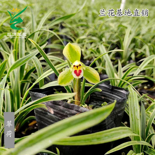 春兰铭品矮种金边翠荷瓣四季建兰花苗七彩玲珑带花浓香好养室内卉 - 图2