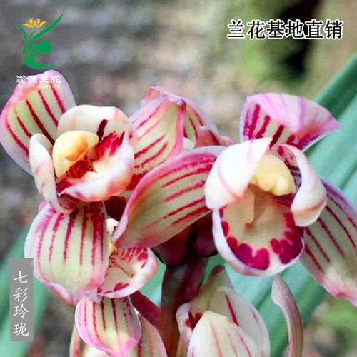 翁源兰花苗老种四季建兰七彩玲珑丹霞带花浓香好养高端室内卉盆栽 - 图1
