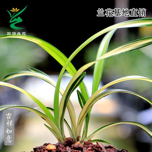 翁源兰花春兰中透吉祥如意矮种雪山天草四季建兰富山奇蝶带花浓香 - 图2