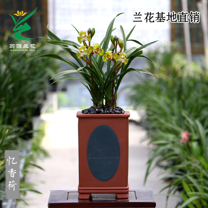 【团购】翁源兰花【忆香荷】四季建兰荷瓣浓香  好养室内绿植花卉 - 图0