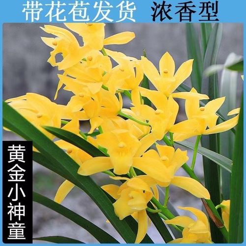 翁源兰花苗大花蕙兰四季建兰台北小姐年宵花黄金小神童带花苞浓香 - 图0