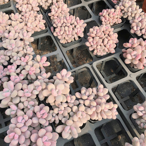桃蛋桃蛋4头群生 多肉植物 桃之卵 新手肉肉 萌肉肉组合盆栽 - 图3