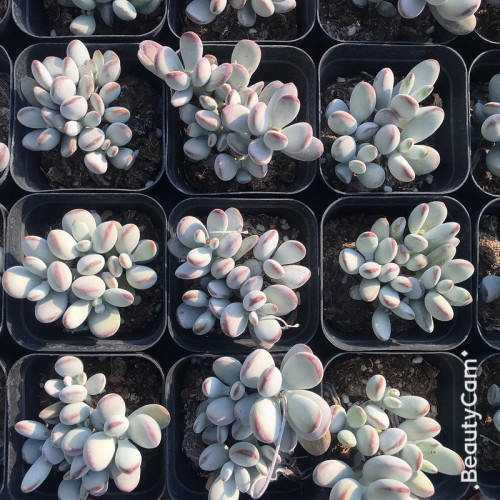 乒乓福娘多肉植物组合盆栽肉肉植物盆栽花卉实物拍摄 - 图1