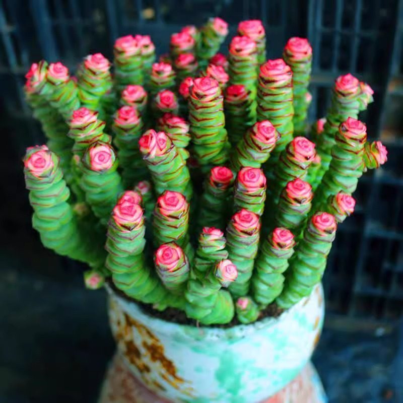 新品彩色钱串锦大株粉色多肉植物稀有品种盆栽室内吸甲醛绿植花卉,淘宝优惠券,粉丝福利购,淘宝优惠卷