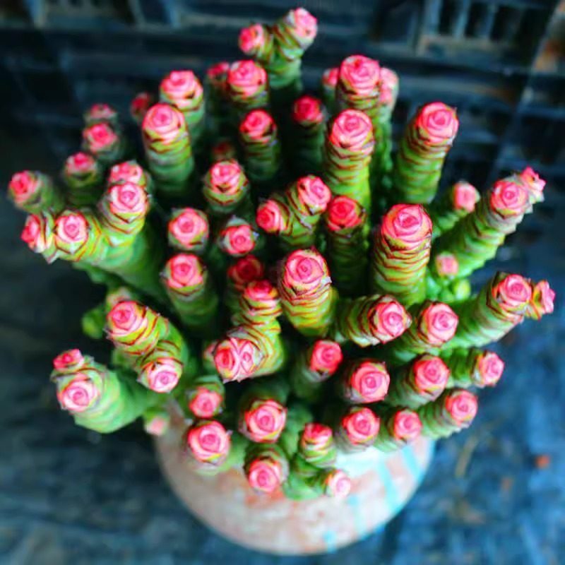 新品彩色钱串锦大株粉色多肉植物稀有品种盆栽室内吸甲醛绿植花卉,淘宝优惠券,粉丝福利购,淘宝优惠卷