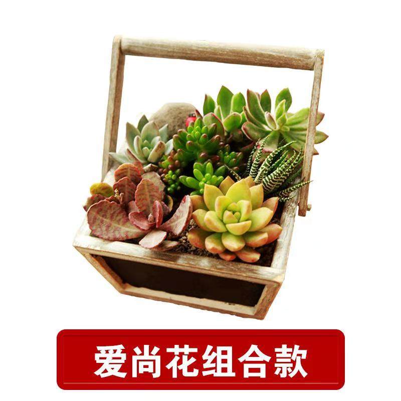 肉肉 多肉植物组合盆栽小绿植花卉室内玉露大颗好养特价包邮 含盆,淘宝优惠券,粉丝福利购,淘宝优惠卷