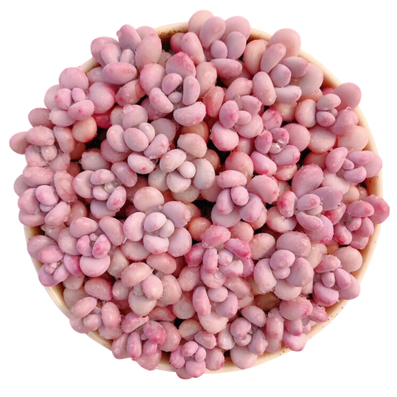 肉肉 多肉植物组合盆栽小绿植花卉室内玉露大颗好养特价包邮 含盆,淘宝优惠券,粉丝福利购,淘宝优惠卷