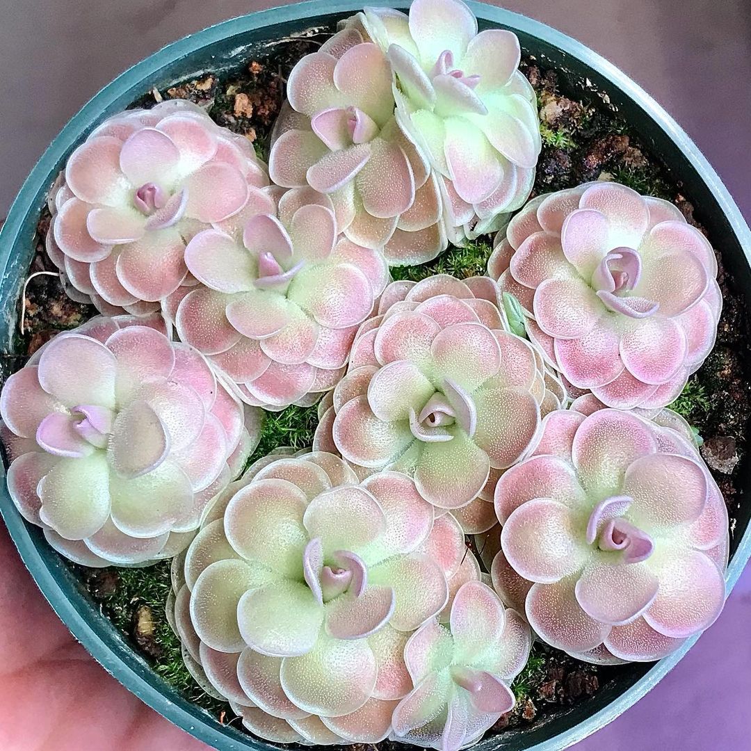 【新品】爱丝X石灰岩捕虫堇 Pinguicula esseriana X gypsicola-图3