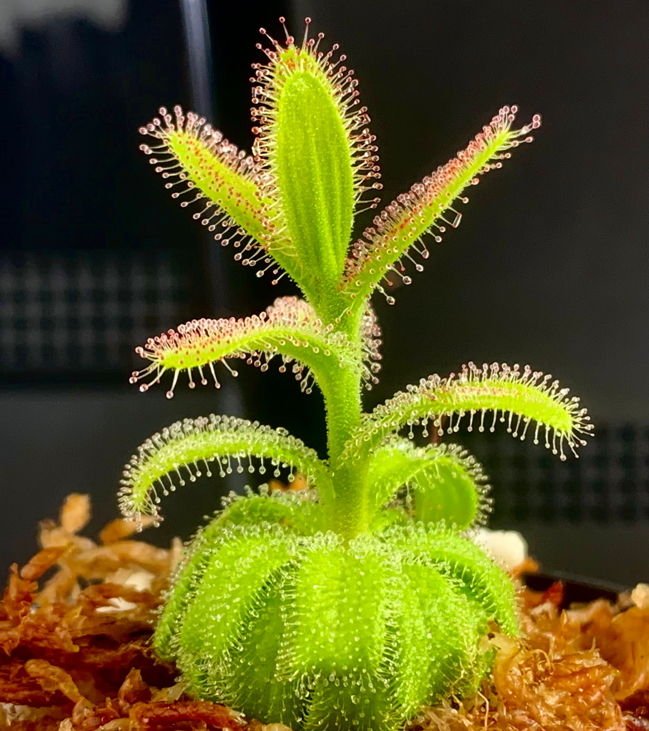 新品-亚麻花茅膏菜 From.Allen丨 Drosera liniflora丨稀有南非茅 - 图1