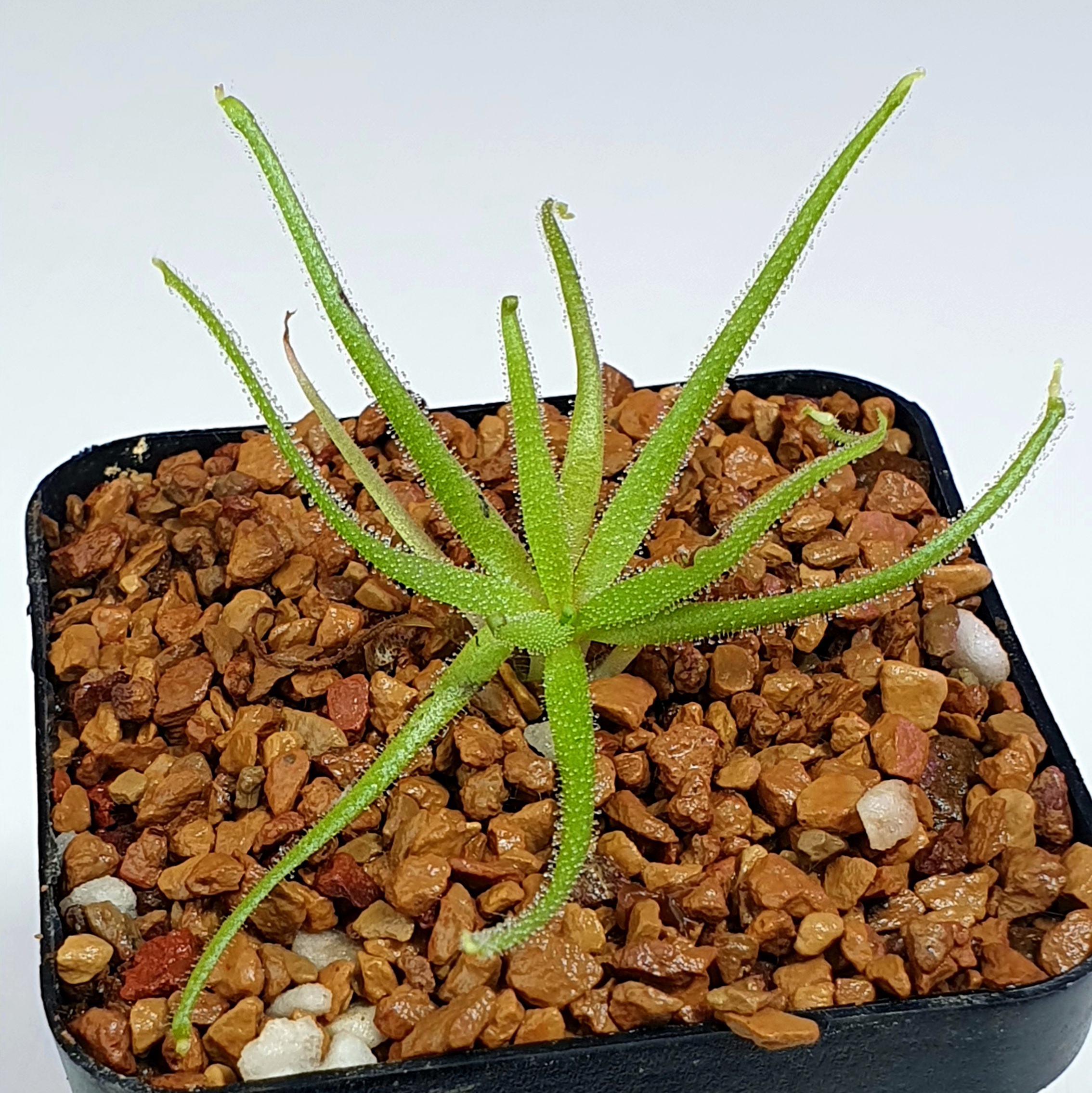 【新品】美杜莎捕虫堇丨 Pinguicula medusina丨叶尖会分化小苗-图3