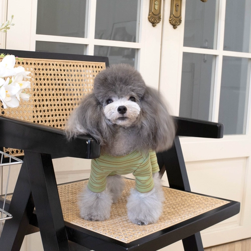 Предотвращение прохладной сумки весна живота и осенью четырехдушных брюк плюшевая собака кошка кошка питомца молодые щенки четыре юбки