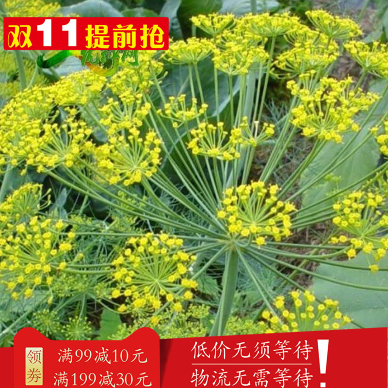 优种网新品直销包邮 香料进口莳萝蔬菜种子热卖香草5克四季播种 - 图1