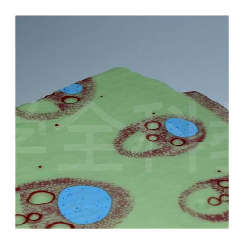 单子叶植物模型子叶植物茎构造纵横切面细胞组织X生物教学模型 - 图3