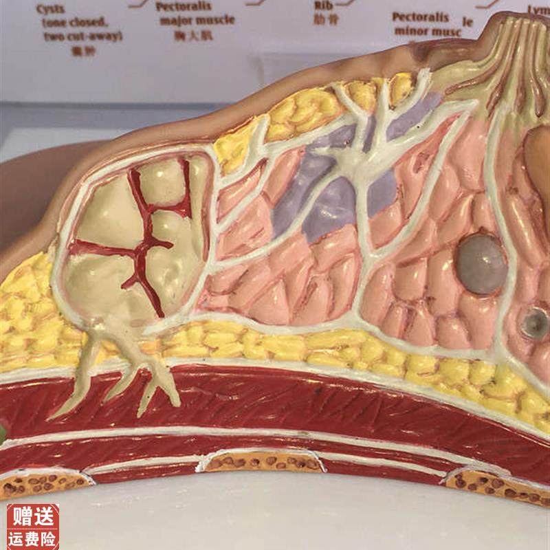 乳房模型乳腺增生家政培训妇产乳腺E演示哺乳期乳房构造催乳师教,淘宝优惠券,粉丝福利购,淘宝优惠卷
