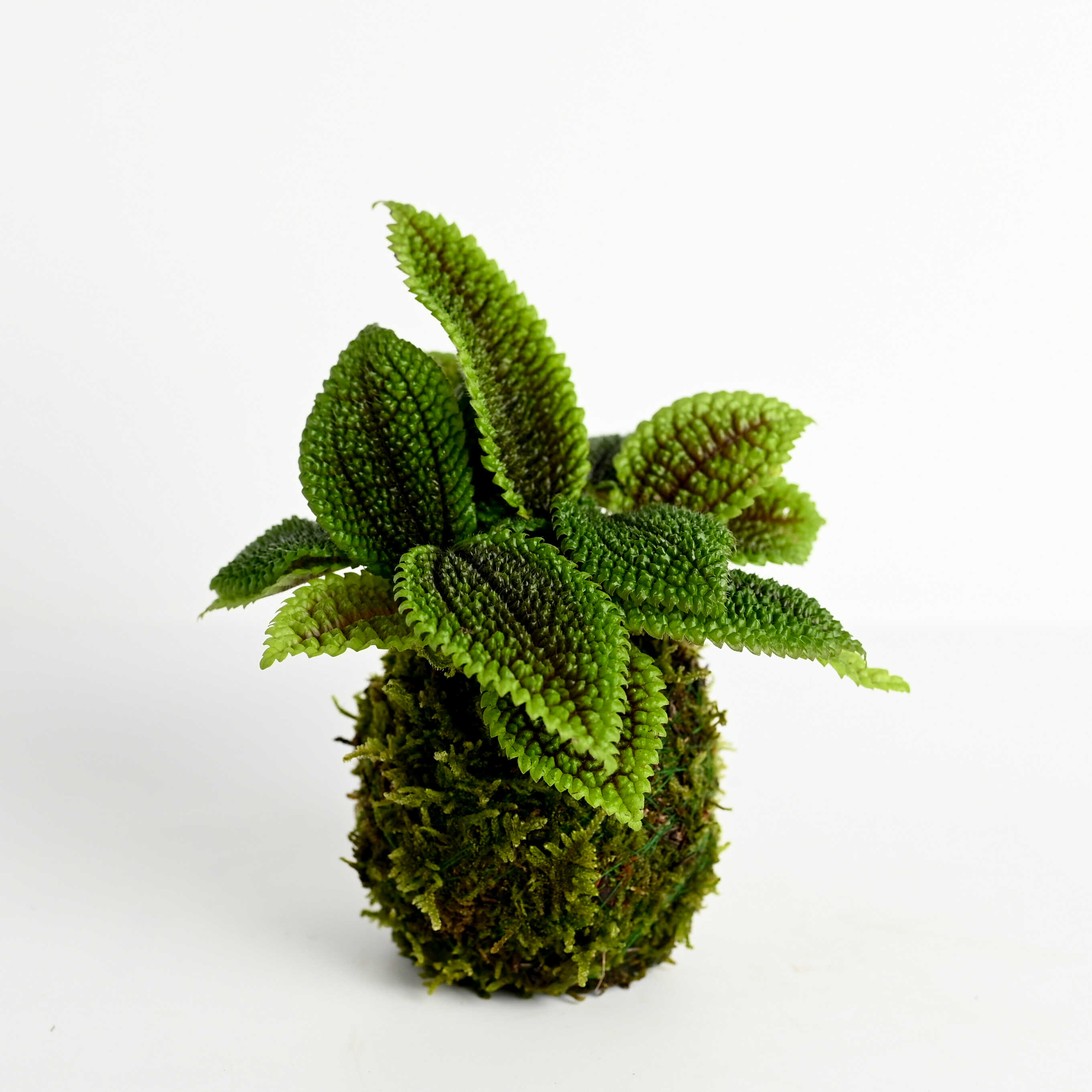 皱叶冷水花苔藓球 耐阴四季常绿观叶盆栽绿植防辐射净化空气 - 图1