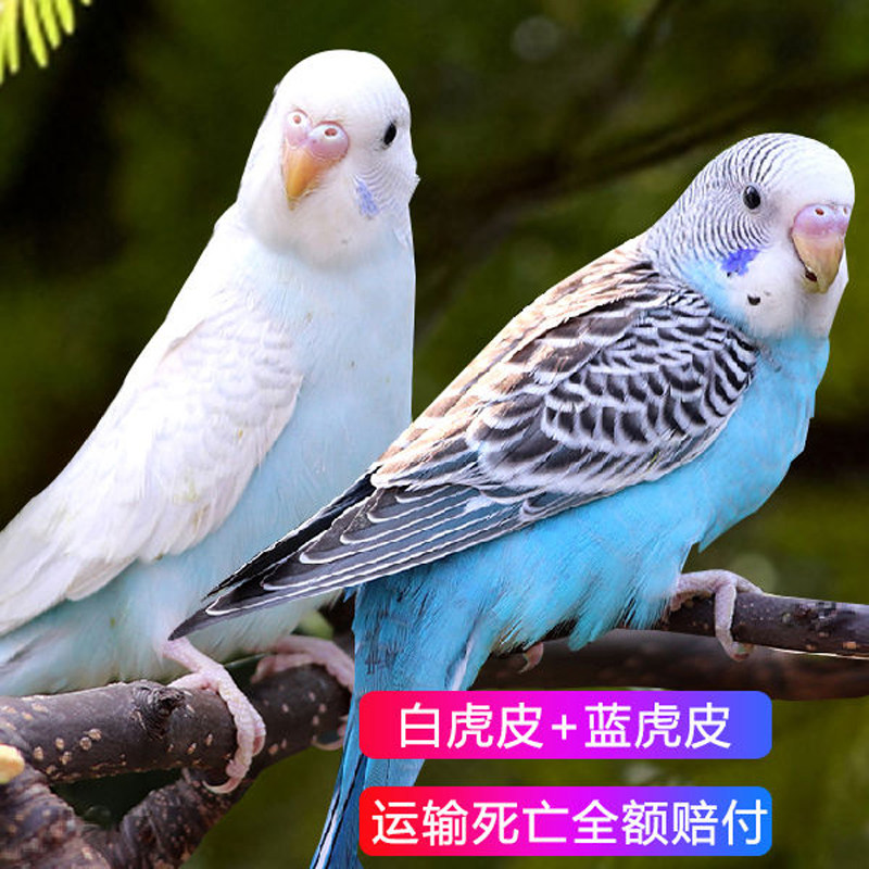 虎皮鹦鹉活鸟中小型会说话的鸟活物手养成年玄凤幼鸟活体宠物鸟笼,淘宝优惠券,粉丝福利购,淘宝优惠卷