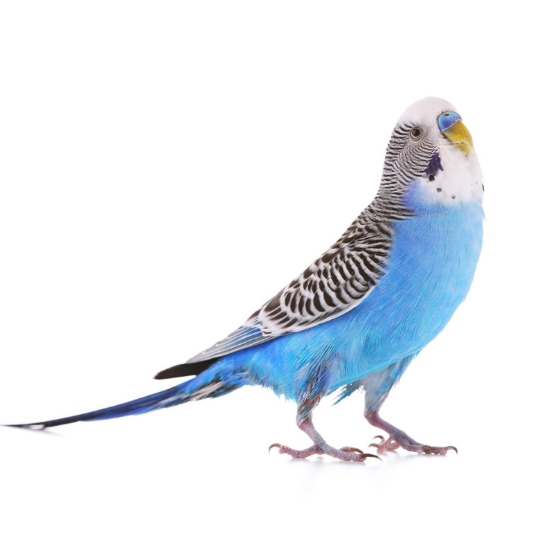 虎皮鹦鹉活鸟中小型会说话的鸟活物手养成年玄凤幼鸟活体宠物鸟笼,淘宝优惠券,粉丝福利购,淘宝优惠卷