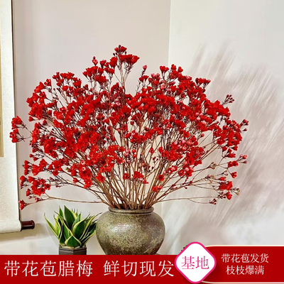 澳洲腊梅鲜花水培腊梅花