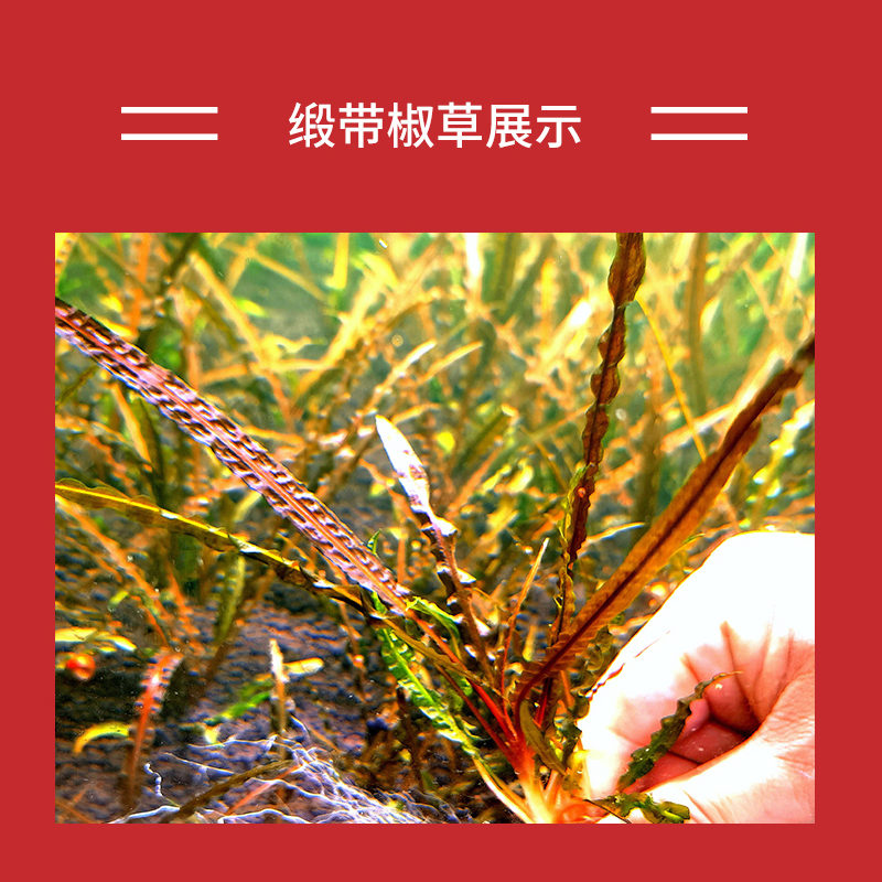 缎带椒草喷泉椒草阴性水草无碳可养后景飘逸南美ADA稀有植物造景-图3