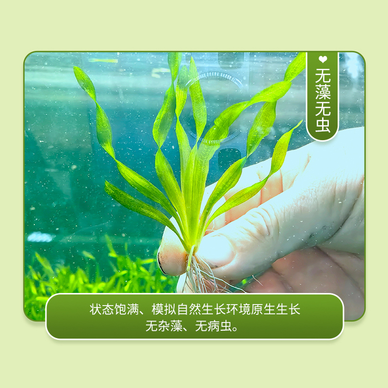 水兰水草钮兰水草植物鱼缸造景阴性新手养鱼造景好养耐活真草原生 - 图1